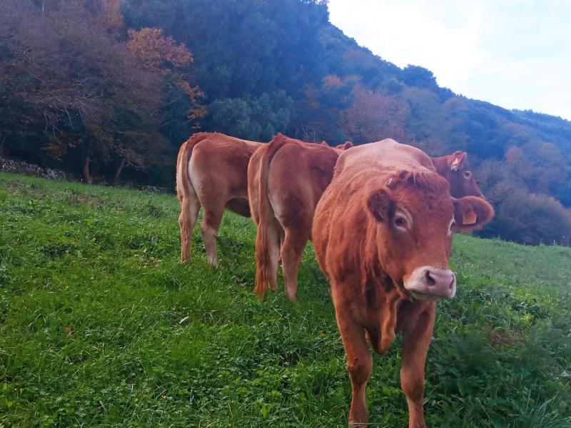 El Gobierno destina más de 3,3 millones de euros a Cantabria para financiar intervenciones de desarrollo rural, agricultura y ganadería

