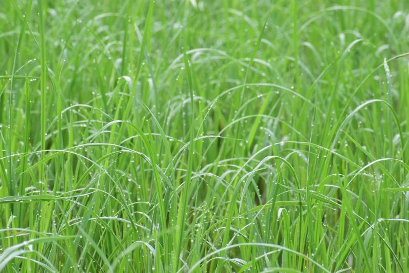 Plantación de arroz